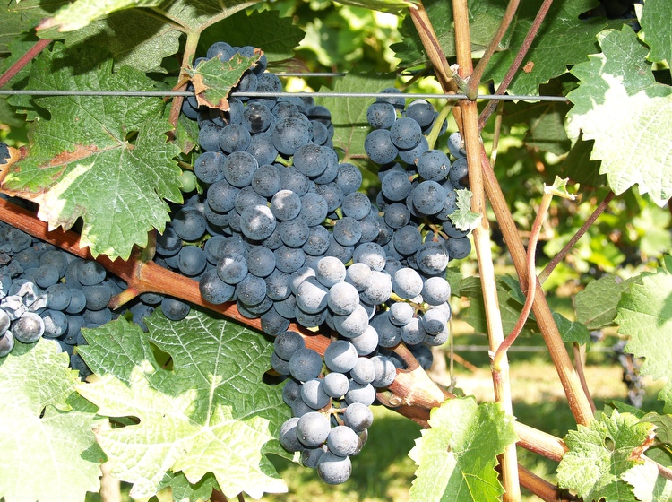 Rotweintrauben kurz vor der Lese Weingut Neumühle in Worms-Leiselheim