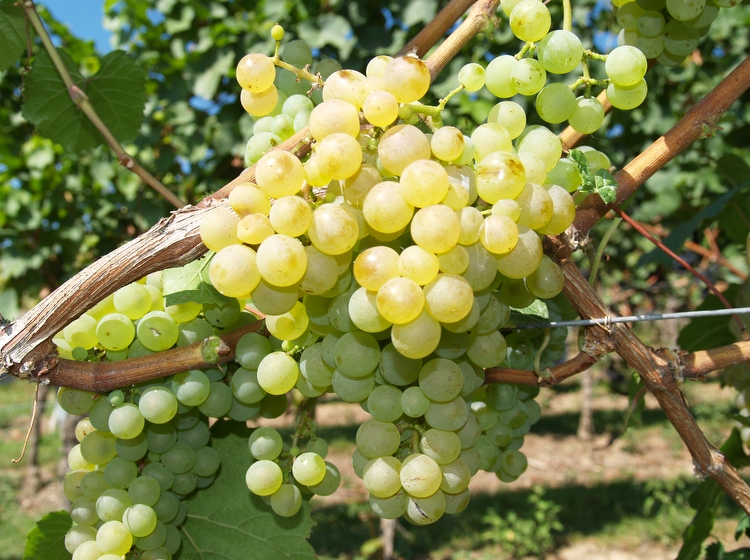 Unsere reifen Weißweintrauben leuchten in der Spätsommersonne - Weingut Neumühle-Prior Worms
