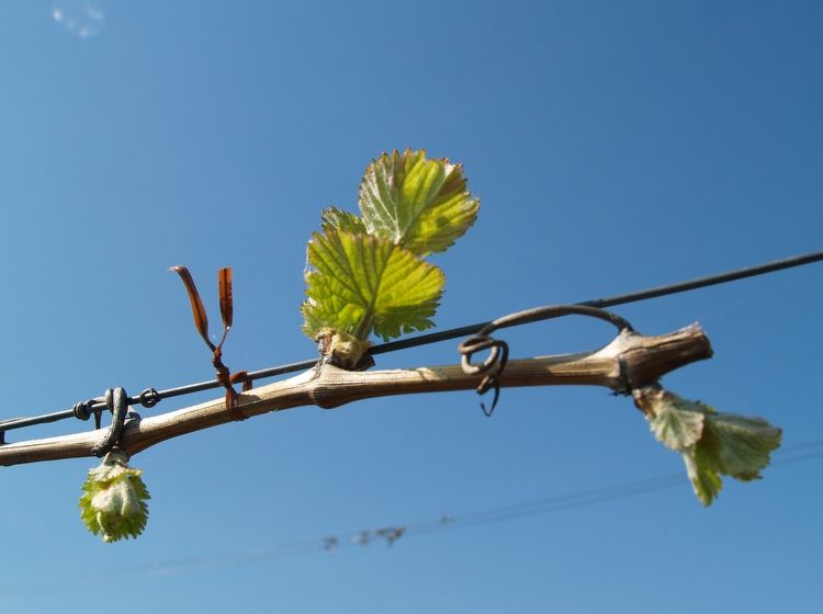Frühjahrsboten im Weinberg - Erste Knospen und Blättchen an den Reben - Weingut Neumühle-Prior in Worms