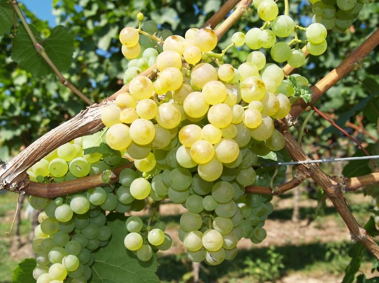 Unsere reifen Weißweintrauben leuchten in der Spätsommersonne - Weingut Neumühle-Prior Worms