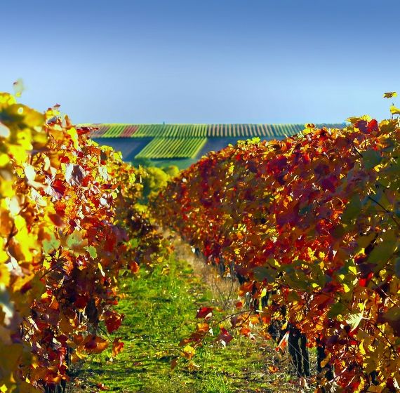 Herbstimmung mit schön gefärbten Weinblättern  in den Weinbergen des Weingut Neumühle in Worms