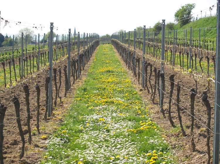 Rebzeilen zu Beginn des Frühjahrs - Weingut Neumühle Prior in Worms