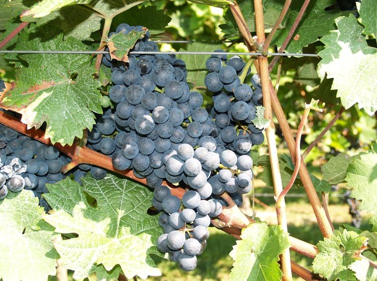 Rotweintrauben kurz vor der Lese Weingut Neumühle in Worms-Leiselheim