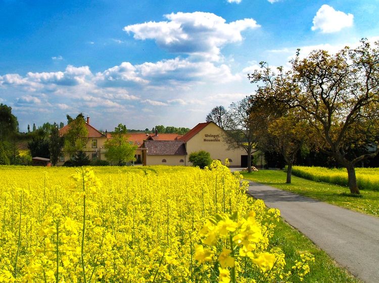 Blühender Raps am Weingut Neumühle Prior in Worms im Frühling